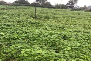 Terere from Kenya